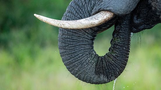 Auf der Weltartenschutzkonferenz in Panama ist es gelungen, das hohe Schutzniveau für Elefanten und Nashörner zu verteidigen.